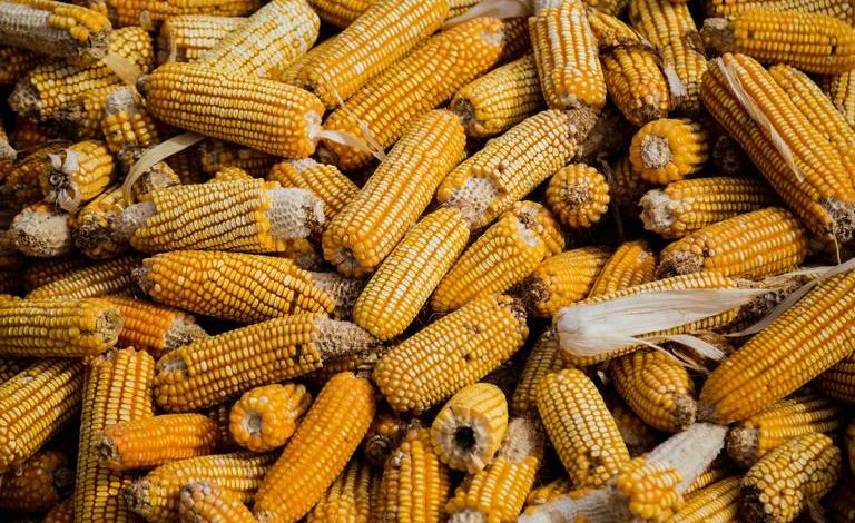 
<br>La producción anual de maíz se estancó en 27 millones de toneladas desde 2017