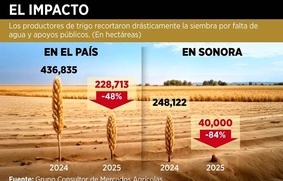 Cae la siembra de trigo en 48% - Tierra Fuerte
