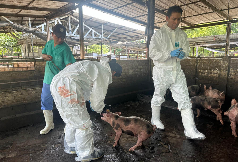 Guatemala mantiene su campaña de vigilancia contra la peste porcina