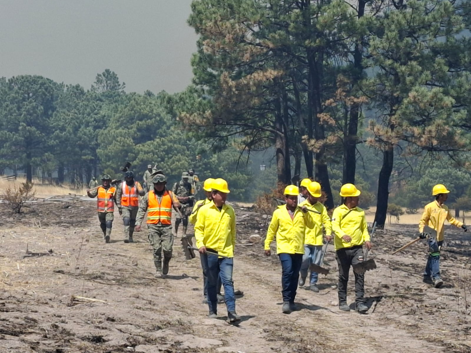 Controlado al 65 por ciento incendio forestal en Balleza - Tierra Fuerte