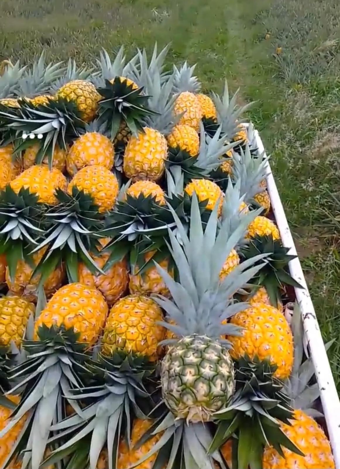 Piña miel - Tierra Fuerte